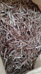 NDAKALA (Fretin) premium de Dubaï et Kalemie, dispo à Kinshasa !